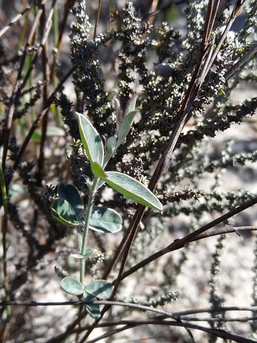 Image of Argyrolobium velutinum by (c) Jacques van der Merwe, some rights reserved (CC BY-SA)