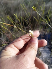 Lachnaea capitata
