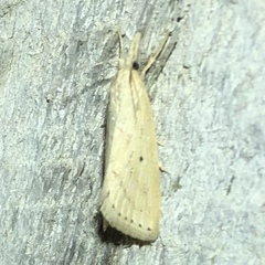 Diatraea lisetta