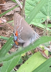 Satyrium favonius