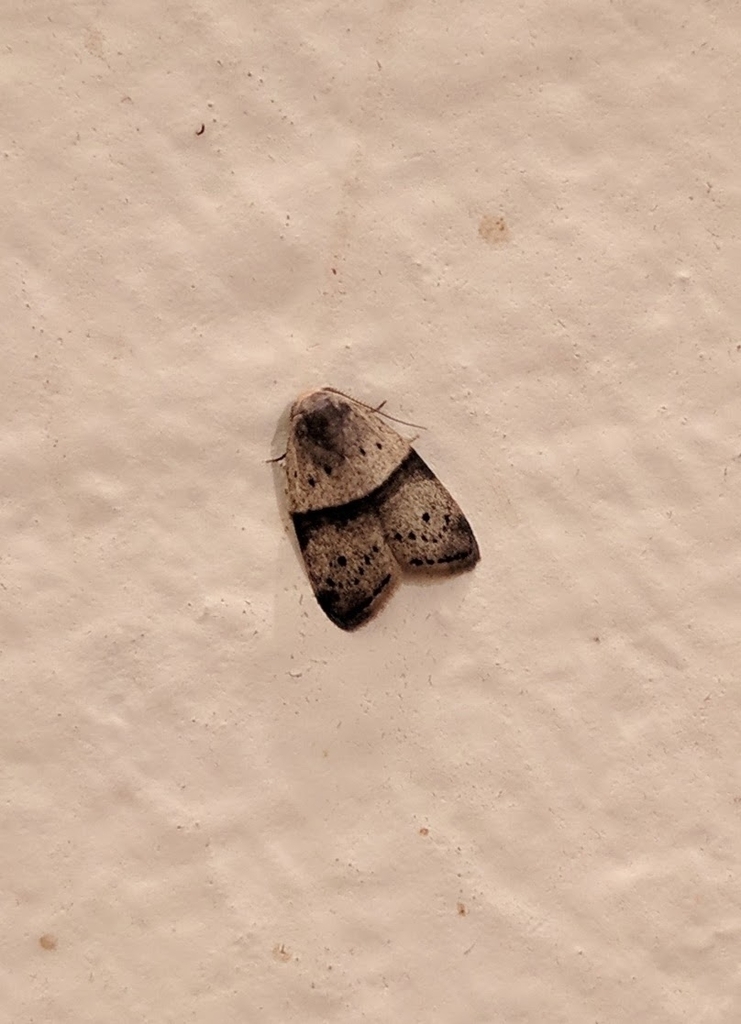 Stictane mlcochi