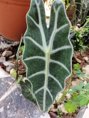 Alocasia amazonica