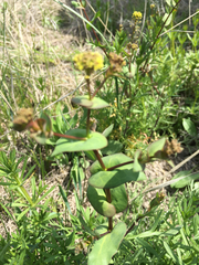 Lepidium perfoliatum