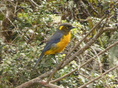 Anisognathus lacrymosus