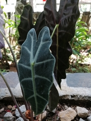 Alocasia amazonica