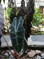 Alocasia amazonica