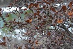 Rhododendron ledebourii