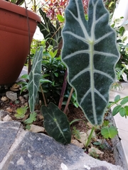 Alocasia amazonica