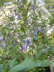 Rotheca myricoides