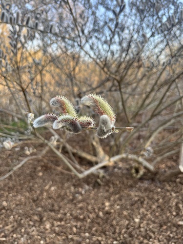 Salix gracilistyla iNat (2)