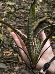 Werauhia vittata, photograph (c) Summer J. Smentek, some rights reserved (CC BY)