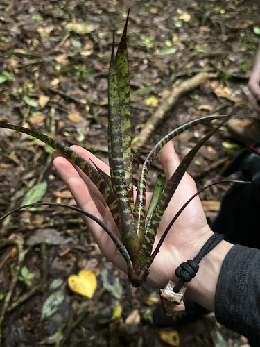 Werauhia vittata, photograph 5