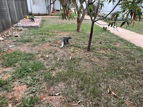White-tailed Mongoose