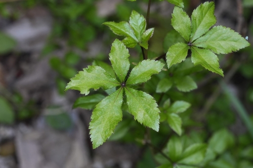 Eleutherococcus nodiflorus observed 2024-03-14