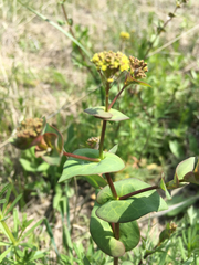 Lepidium perfoliatum
