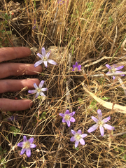 Brodiaea terrestris