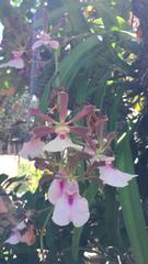 Encyclia cordigera