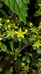Sedum actinocarpum