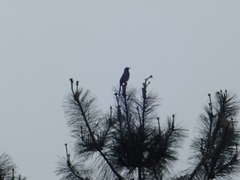 Dendrocitta formosae formosae