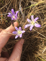 Brodiaea terrestris