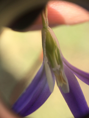 Brodiaea terrestris