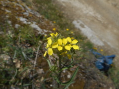 Erysimum pseudorhaeticum