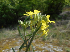 Erysimum pseudorhaeticum
