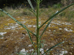 Erysimum pseudorhaeticum
