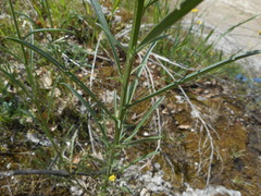 Erysimum pseudorhaeticum