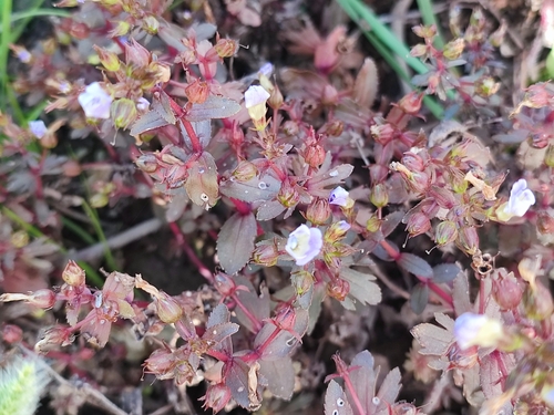 Limnophila indica observed 2024-03-14