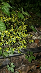 Sedum actinocarpum