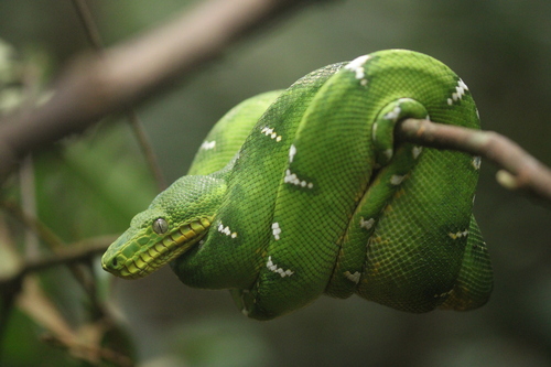 Emerald Tree Boa observed near Maripasoula 97370, Guyane française, (c) Arnaud Aury, some rights reserved (CC BY-NC)