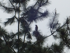 Dendrocitta formosae formosae