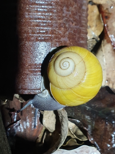 Xanthomelon durvillii observed 2024-03-14