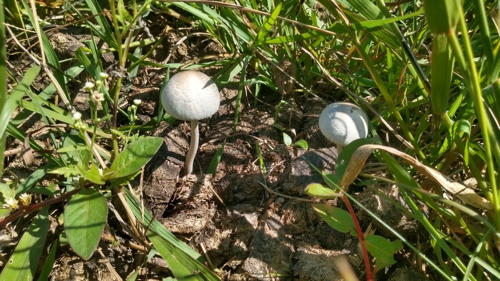 Panaeolus antillarum · March 2024 · photo: © luccas_fernandes (iNaturalist, cc-by-sa)