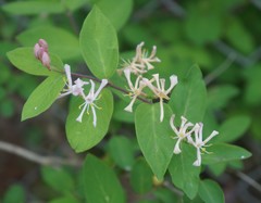 Lonicera × bella