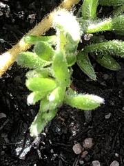 Aspalathus diffusa