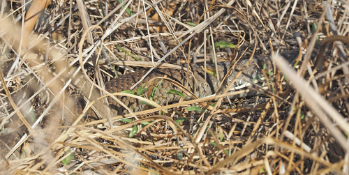 Eastern Brown Snake sighting