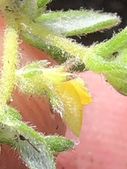 Aspalathus diffusa