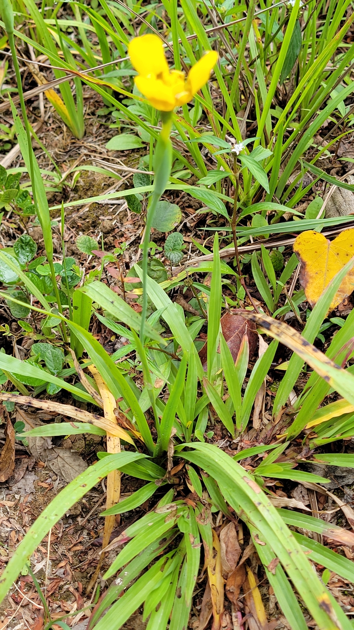 Imagem de Orquídea de chão