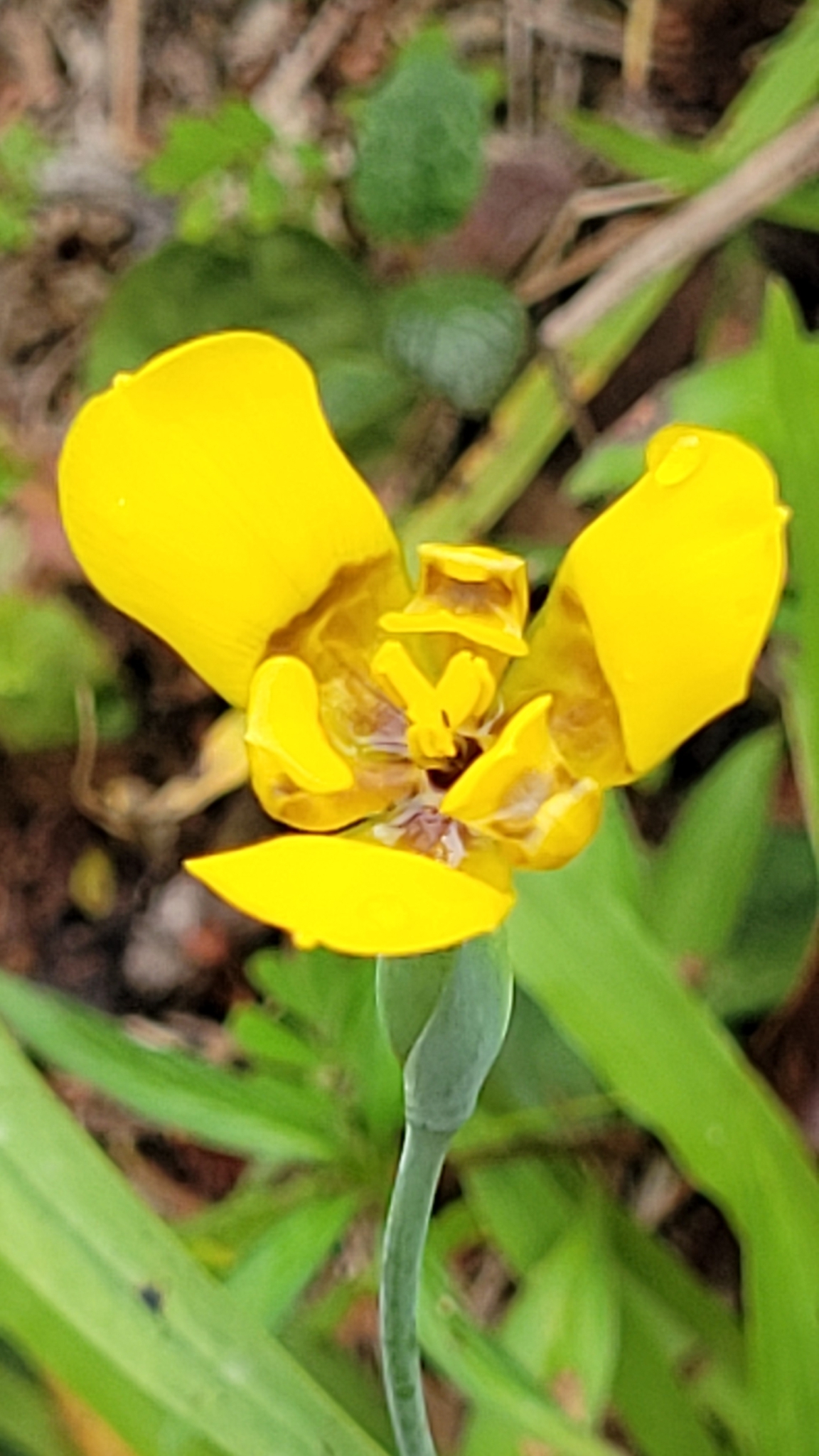 Imagem de Orquídea de chão
