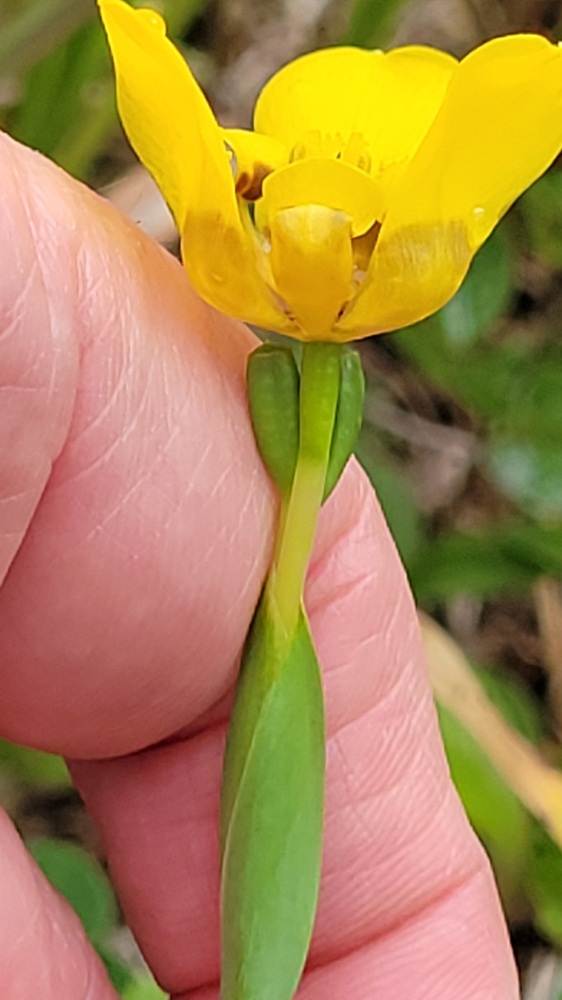 Imagem de Orquídea de chão
