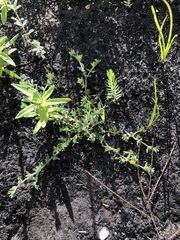 Aspalathus diffusa