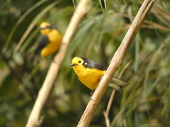 Myioborus ornatus