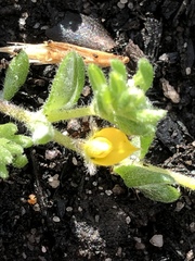 Aspalathus diffusa