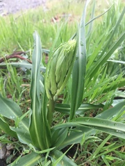 Camassia leichtlinii