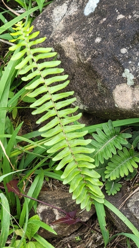 Asian swordfern (Nephrolepis brownii)