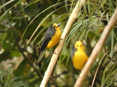Myioborus ornatus