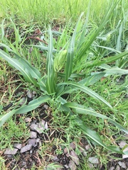 Camassia leichtlinii