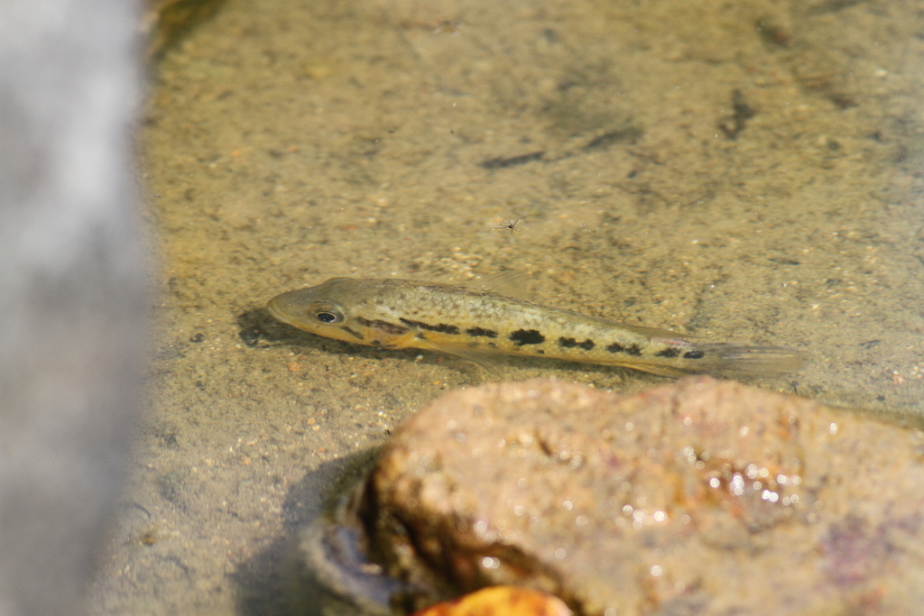 False Yellowjacket Cichlid